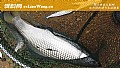 《野钓鲮鱼最佳时间是什么时候？》封面图