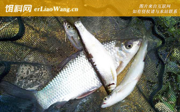 钓鲮鱼:适钓鱼情