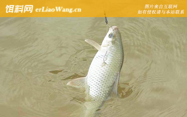 钓鲮鱼:四季配方