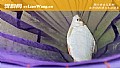 钓土鲮鱼的技巧和方法