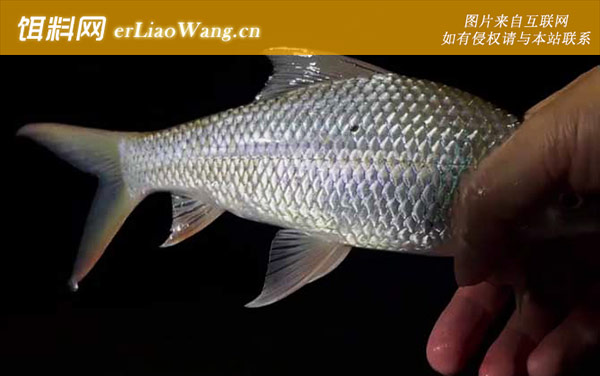 钓土鲮鱼:钓具搭配