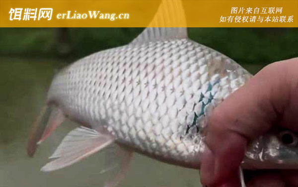 钓土鲮鱼:饵料配方