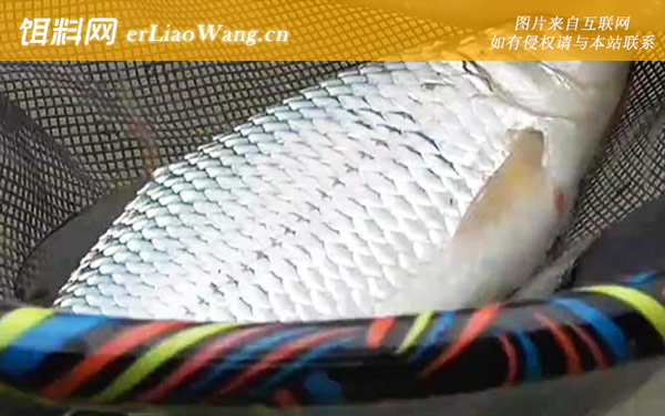 钓土鲮鱼:自制配方