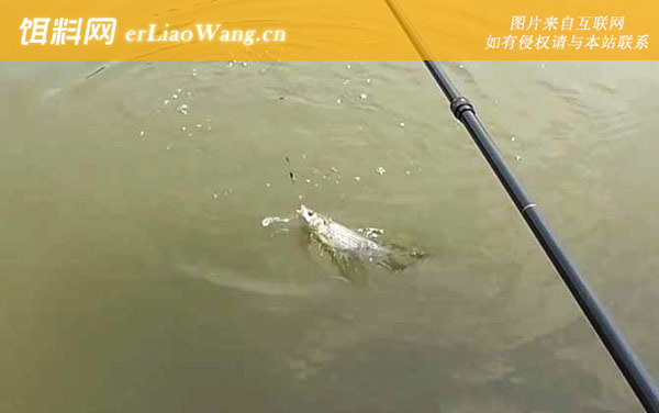钓土鲮鱼:钓法技巧