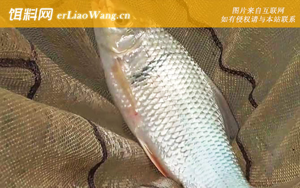 钓土鲮鱼:商品饵料