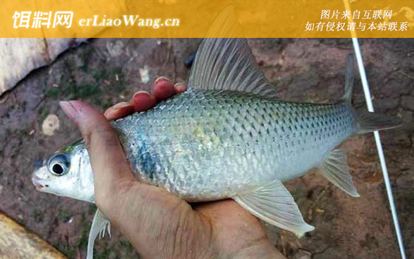 土鲮鱼:自然饵料