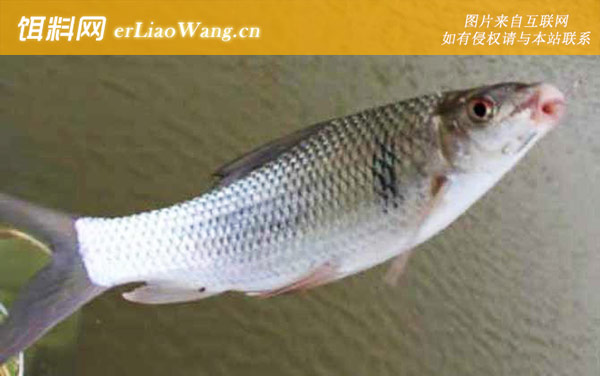 土鲮鱼:自制饵料