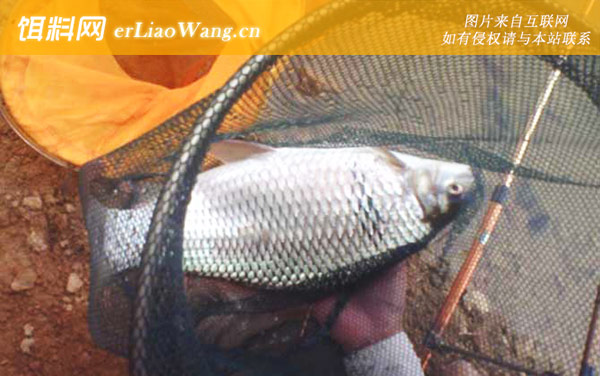 怎么钓土鲮鱼:饵料配方