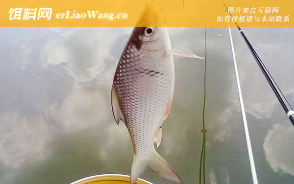 怎么钓土鲮鱼:作钓技巧