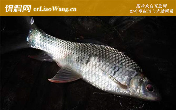 土鲮鱼:作钓技巧