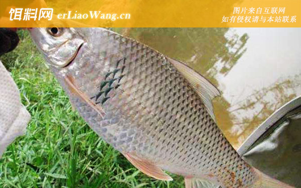 钓土鲮鱼:最佳时间