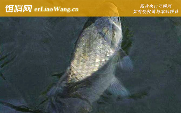 水库钓鲫鱼:提竿时机