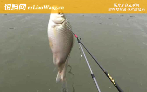 钓鲫鱼:钓法对比