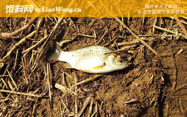 钓鲫鱼:钩饵状态