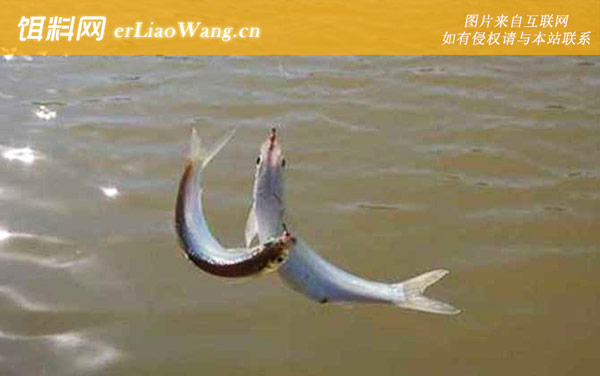 白条鱼:鱼种论述