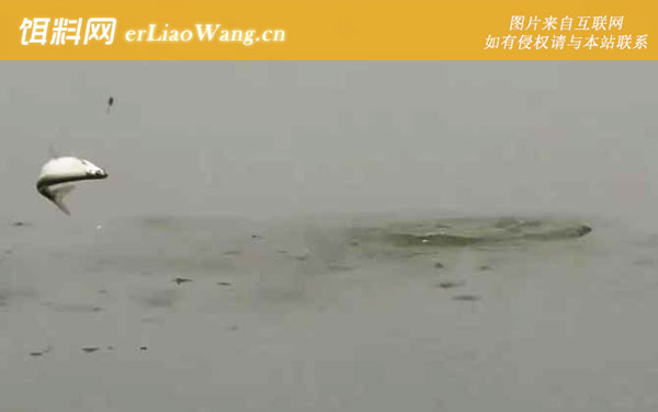 白条鱼:分布范围