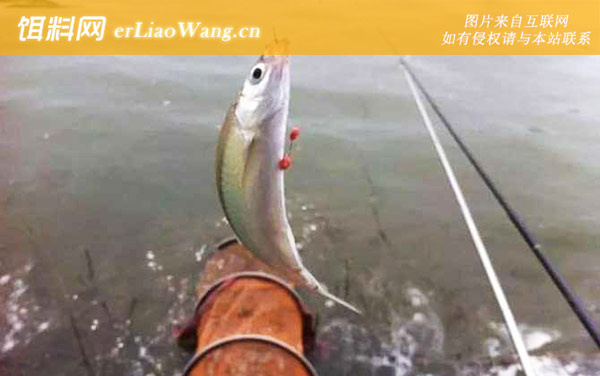 白条鱼:生活习性