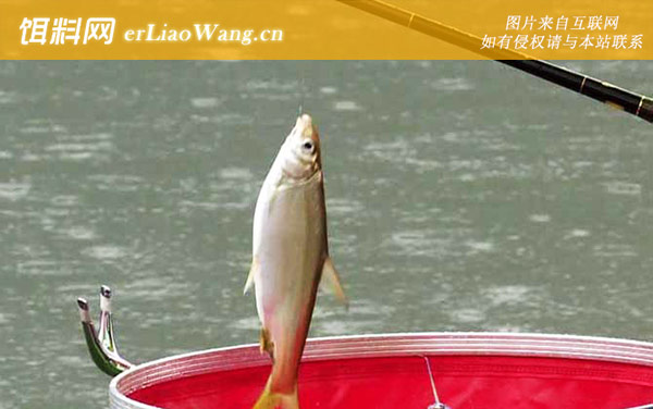 白条鱼:鱼种定义