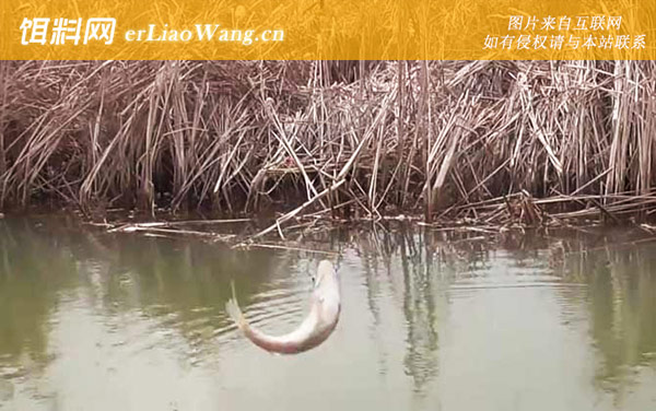 白条鱼:分布范围