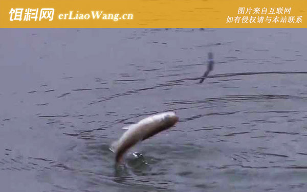 白条鱼:营养价值