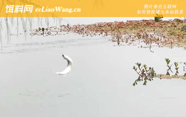 白条鱼:营养价值