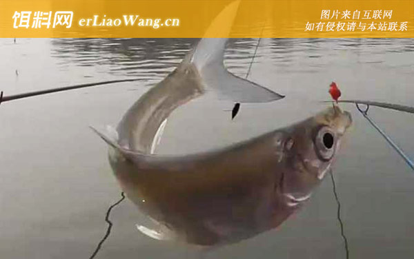 刁子鱼:栖息环境