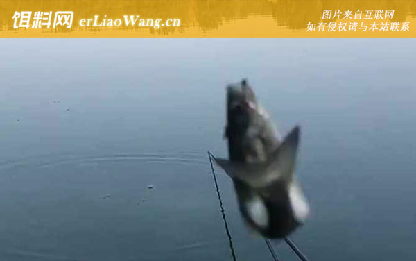 白条鱼对水质要求高吗-分布范围