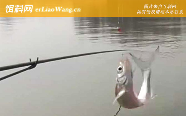 白条鱼:摄食习性