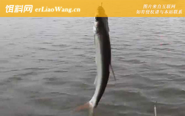 白条鱼:栖息环境