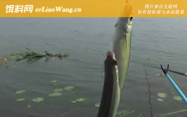 白条鱼:分布范围