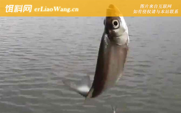 白条鱼:摄食习性