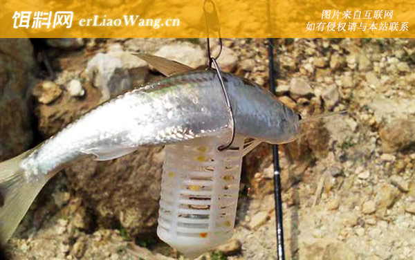 白条鱼:生活习性