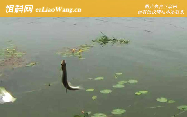 白条鱼:鱼种定义