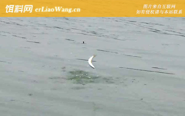 白条鱼:分布范围