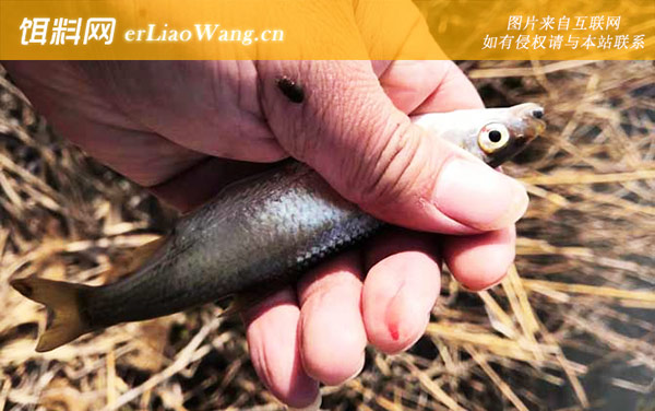 白条鱼:生活习性