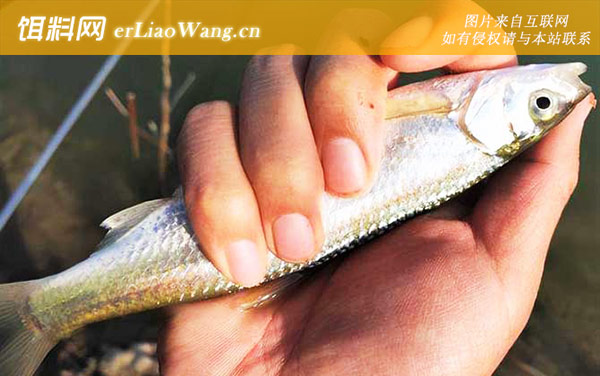 白条鱼:分布范围