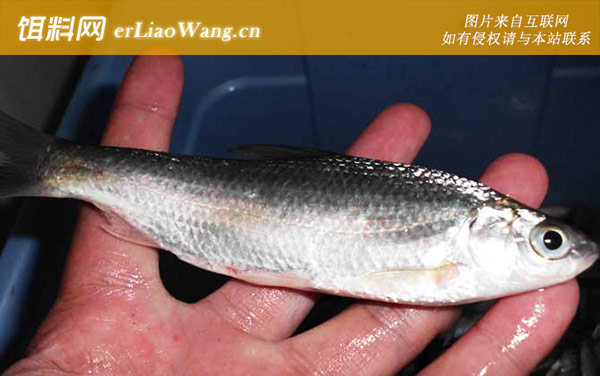 白条鱼:分布范围