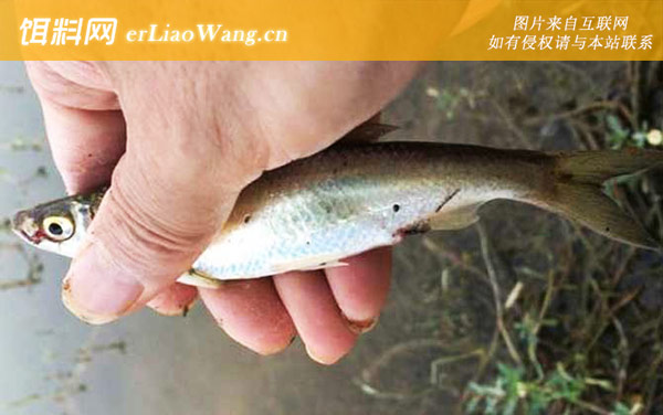 白条鱼:栖息环境