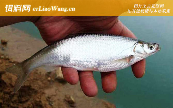和白条鱼:生活习性