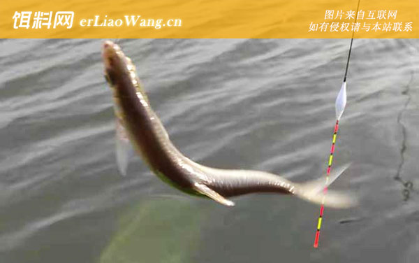 红翅子鱼:分布范围