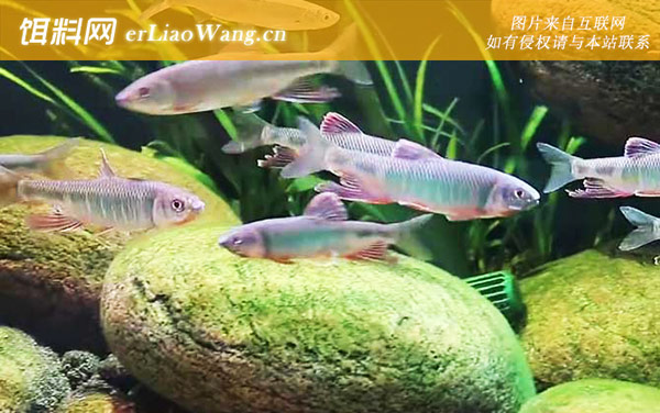 红翅子鱼:生活习性