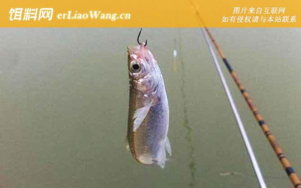 白条鱼:分布范围