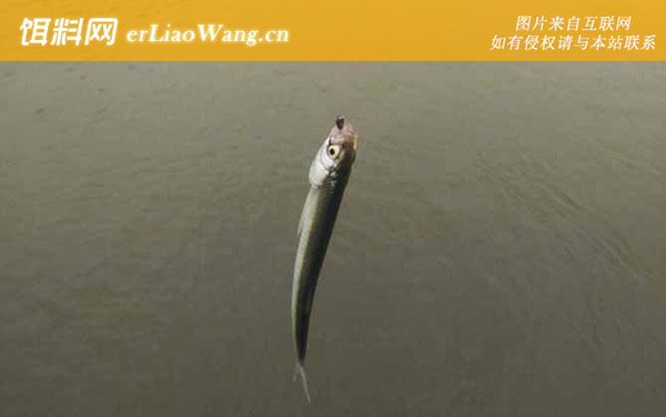 白条鱼:栖息环境