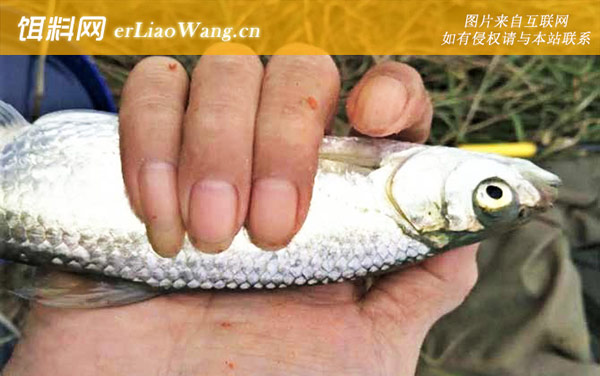 白条鱼:分布范围