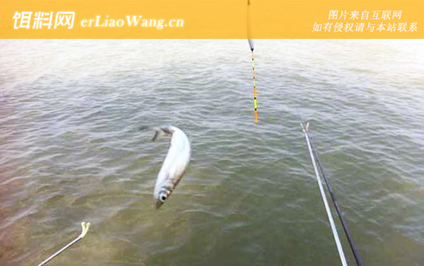 白条鱼:生活习性