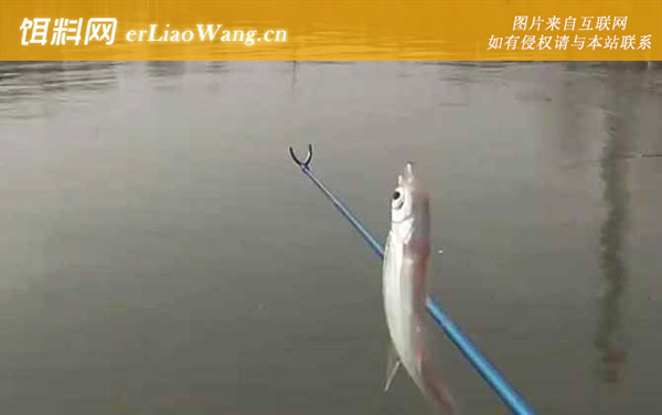 白条鱼:栖息环境