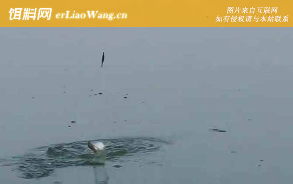 白条鱼在水层什么位置-摄食习性