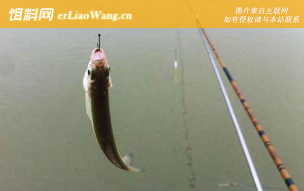 白条鱼:饵料配方