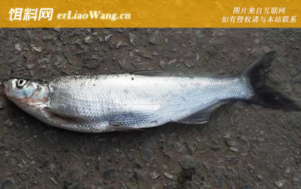 白条鱼:价格对比