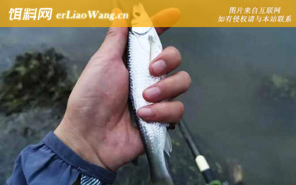 白条鱼:产地分布